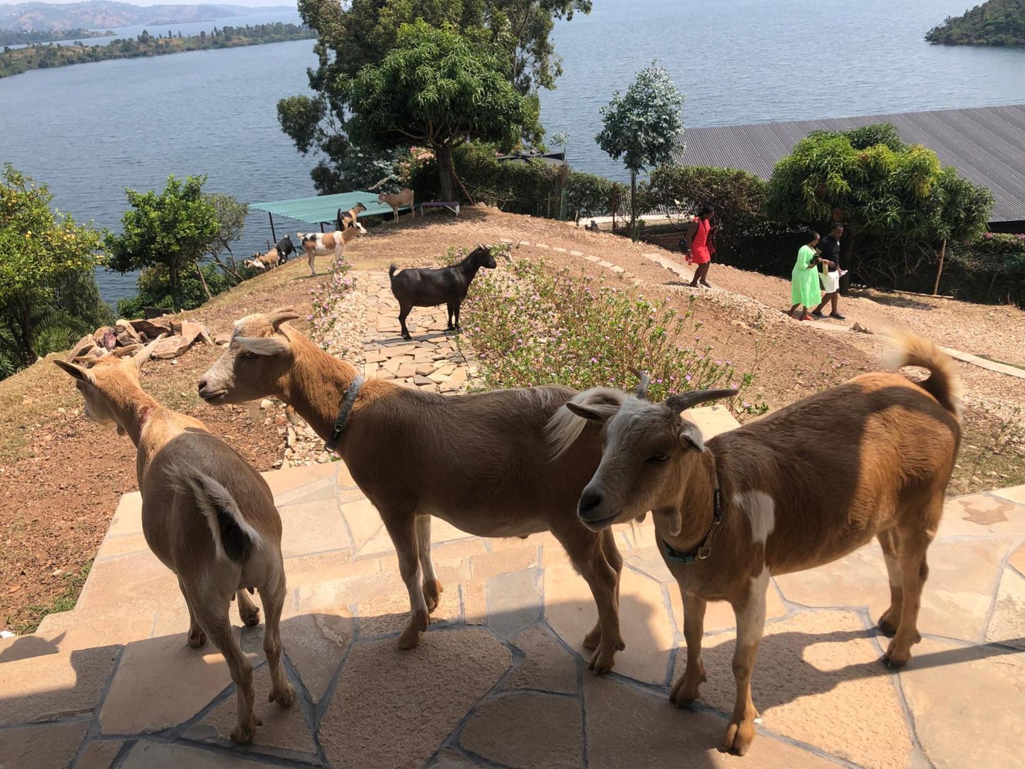 Amazi Land Home And Farm Stay Kibuye Exterior foto